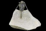 Cyphaspis Trilobite With Translucent Shell - Foum Zguid, Morocco #146772-3